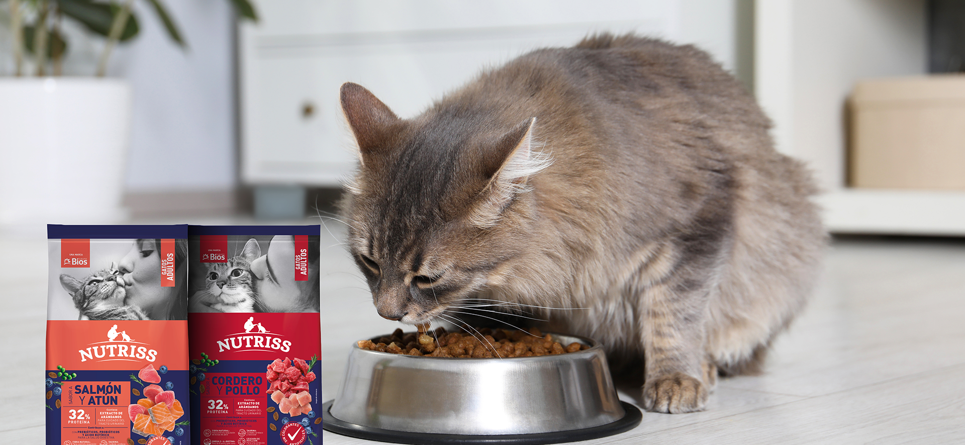 alimentación para gatos